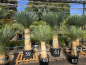 Preview: Yucca-Rostrata-Nr-61